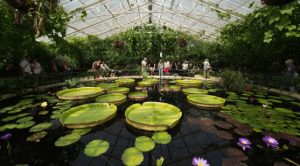 Kew gardens water lillies